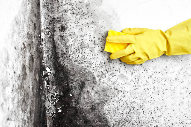 Office Mold Removal Services in Sherman, IL