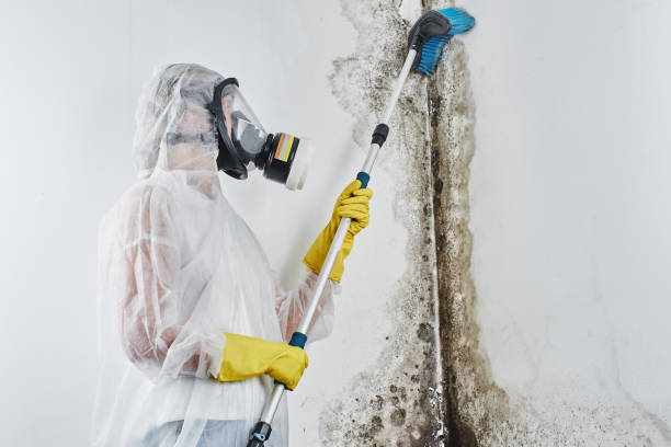 Best Home Mold Removal  in Sherman, IL