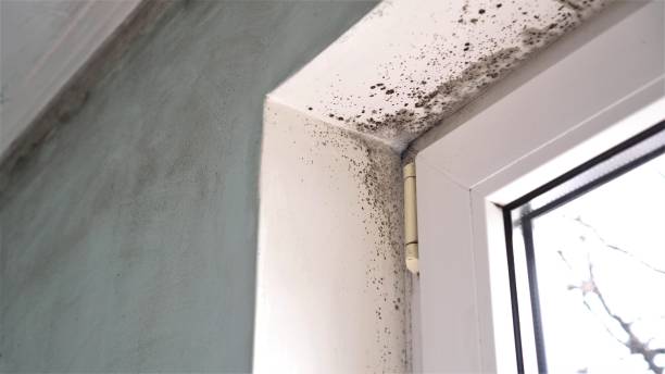 Best Commercial Mold Removal  in Sherman, IL
