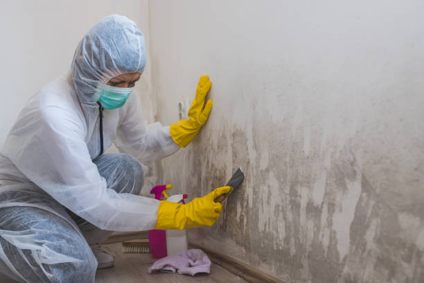 Best Local Mold Removal Service  in Sherman, IL
