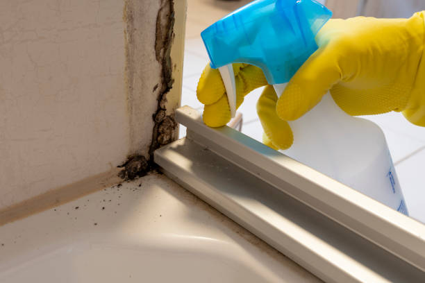 Trusted Sherman, IL Mold Removal Experts