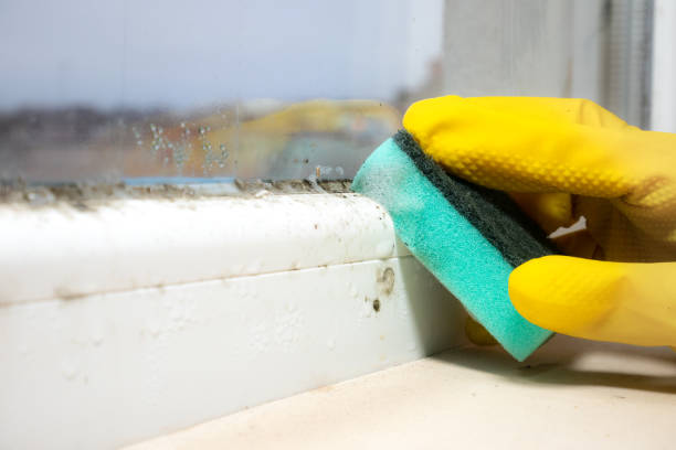 Best Office Mold Removal Services  in Sherman, IL