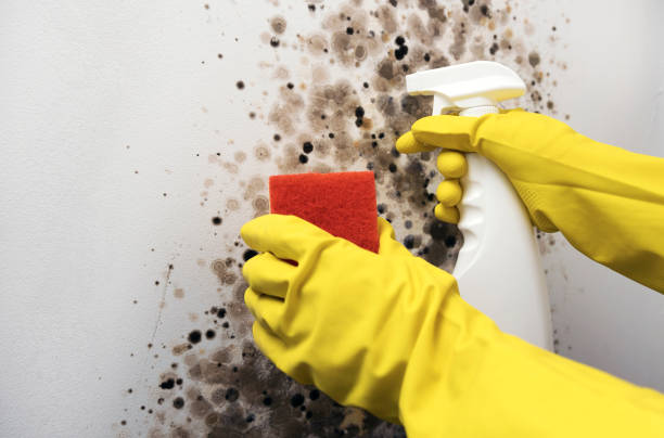 Best Mold Removal Company Near Me  in Sherman, IL